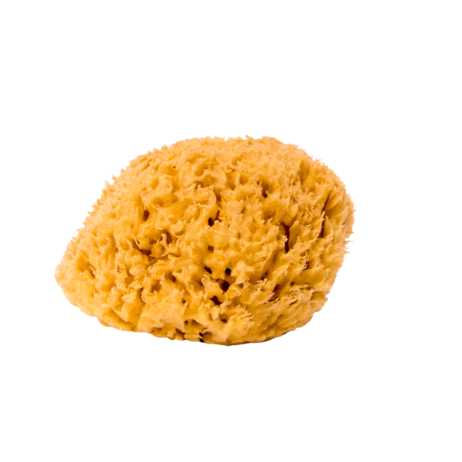 Sea Sponge No4A