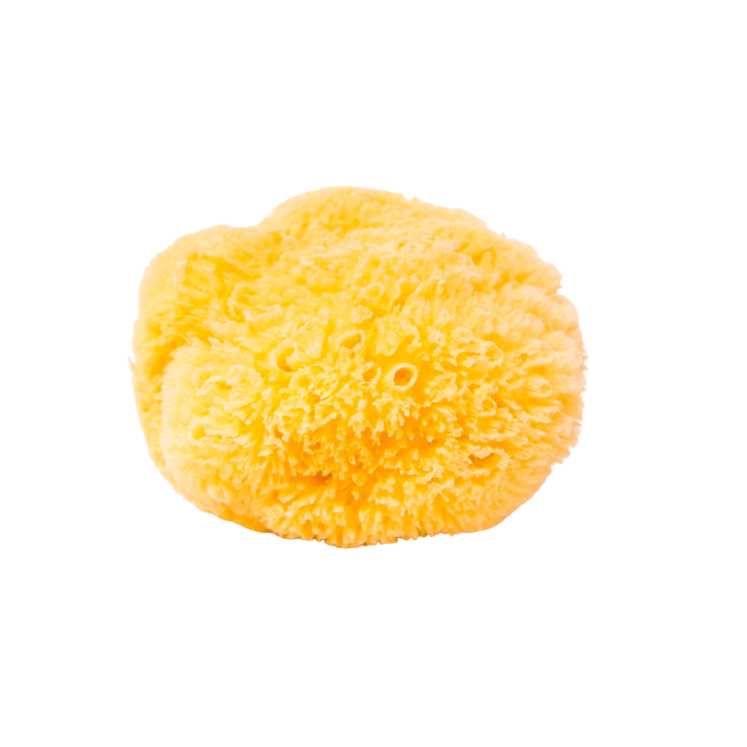 Sea Sponge No4