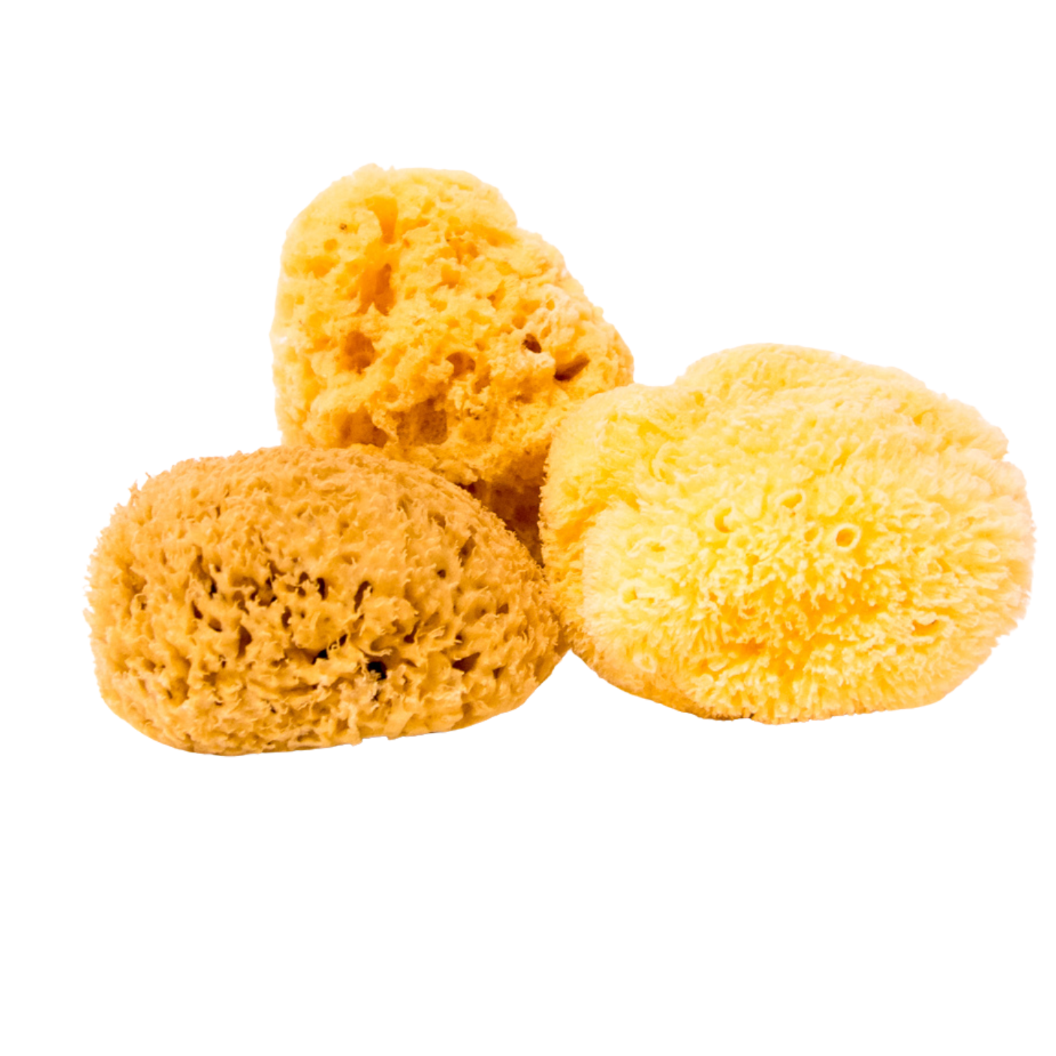 Sea Sponge No5